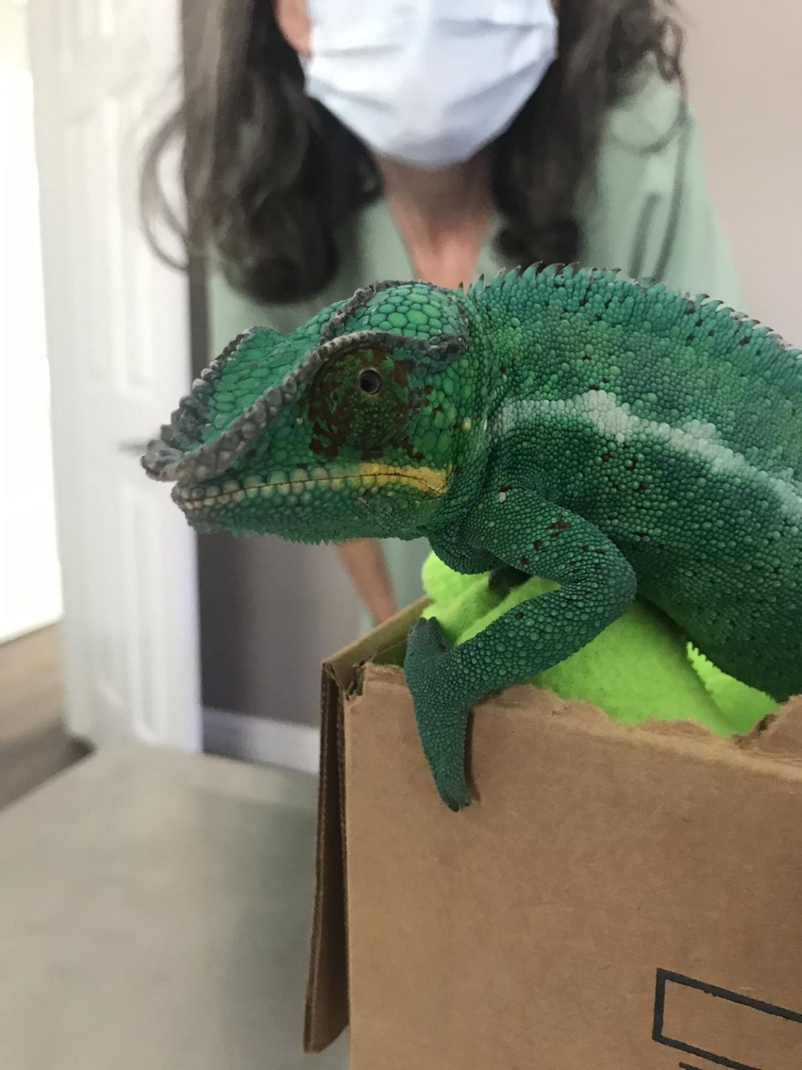 Veterinary Exams Consultations In Round Rock TX Emerald Veterinary Service