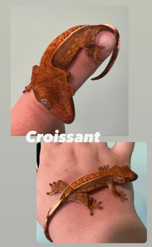 Gecko (4) 8_16